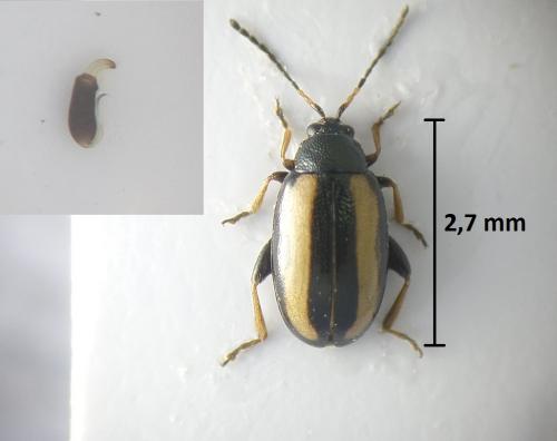 Phyllotreta sp.